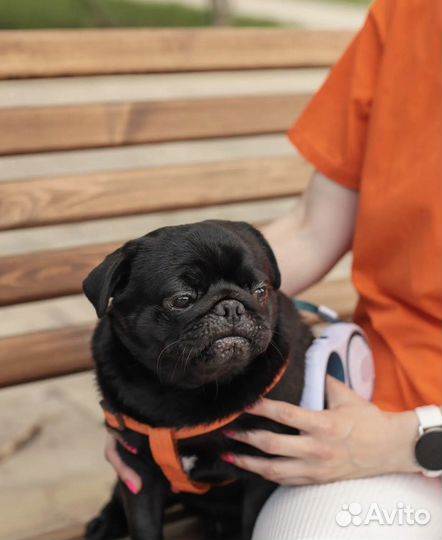 Мопс вязка мальчик