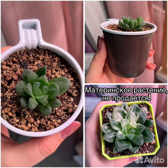 Хавортия 3 вида