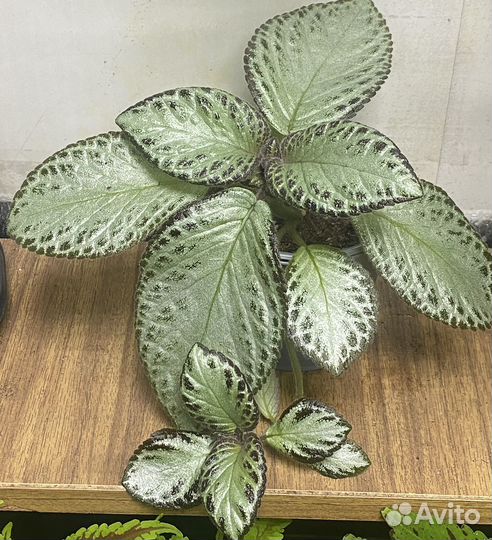 Эписции сортовые