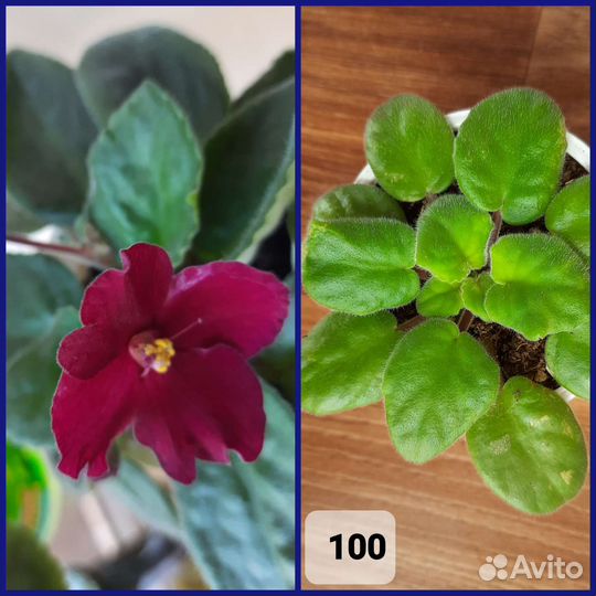 Фиалки детки