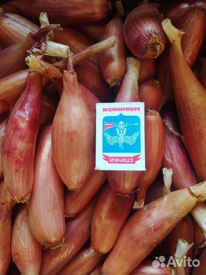 Лук Дельфин