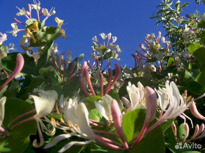 Жимолость Каприфоль