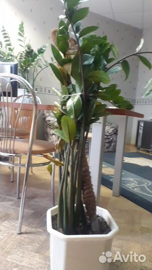 Замиокулькас, 