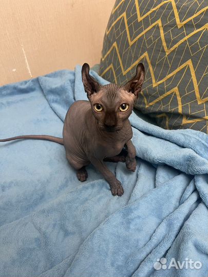 Сфинкс эльф