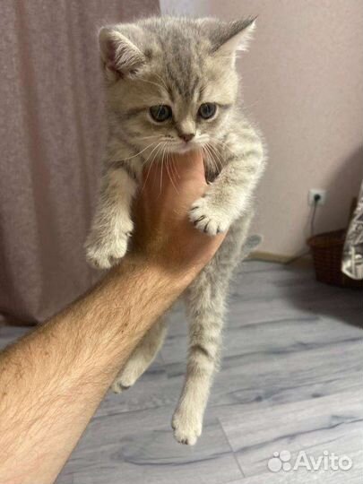 Британские котята