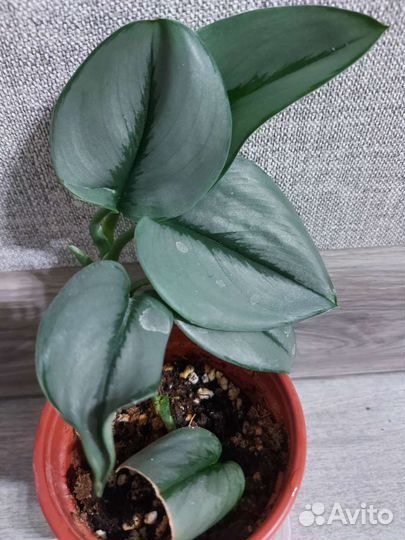 Сциндапсус мунлайт, филодендрон