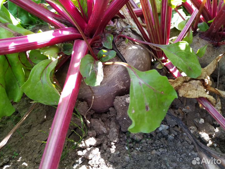 Свекла свежая с грядки - крупная
