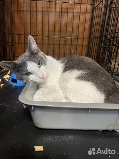 Молодая кошечка ищет дом