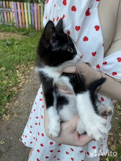 Котенок бесплатно