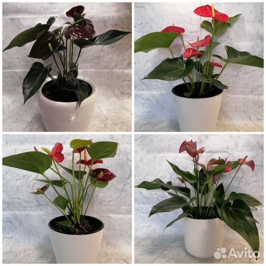 Антуриум сортовой