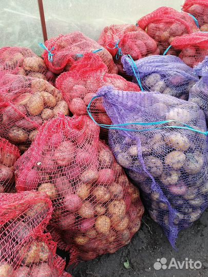 Продам картофель
