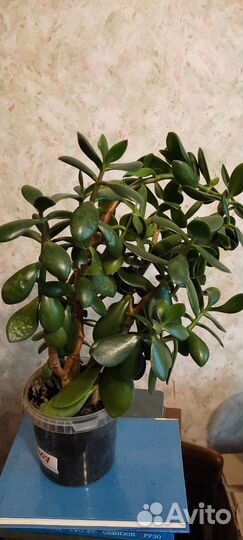 Взрослое денежное дерево