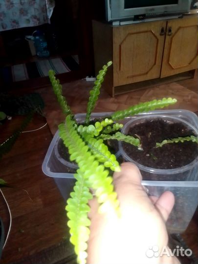 Нефролепис Кордифолия