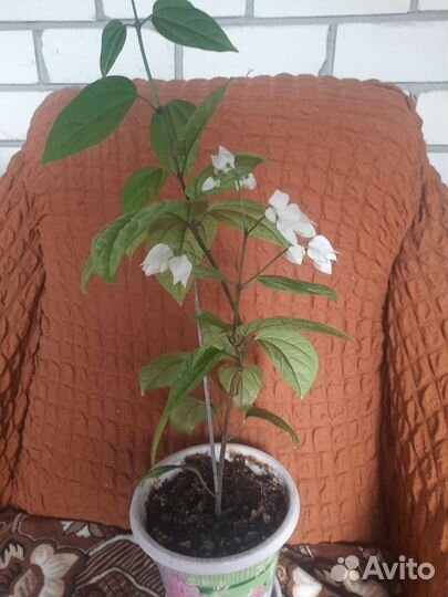 Комнатные цветы