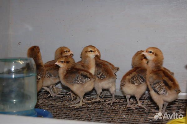 Цыплята билефельдер, инкубационное яйцо