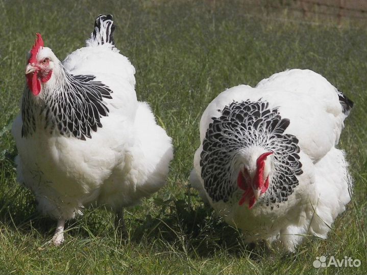 Куры несушки Белые