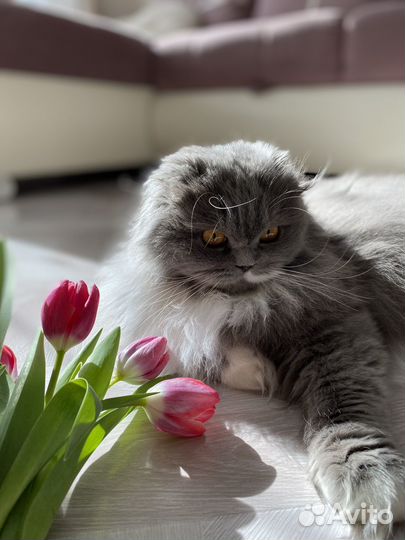 Шотланская кошка