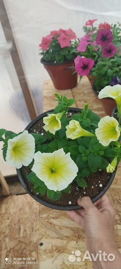 Петуния в подвесных кашпо в наличии мало