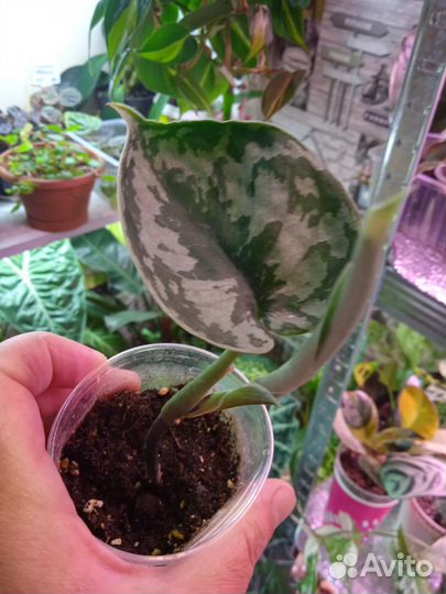 Комнатные цветы