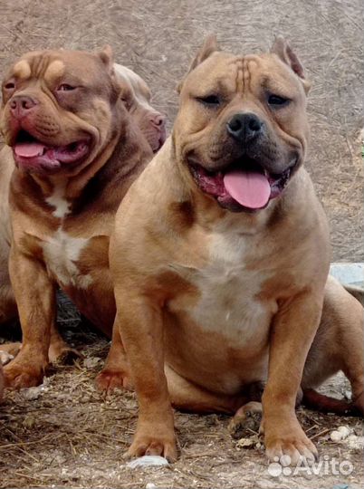 Амбулли- кобель и щенки под резерв