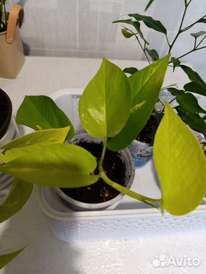 Сциндапсус