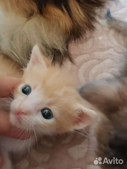 Кошки в добрые руки бесплатно