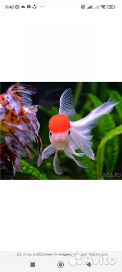 Золотый рыбки