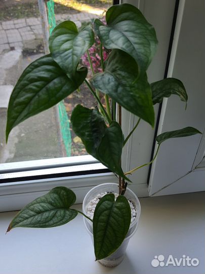 Монстера Сильтепекана эль Сальвадор