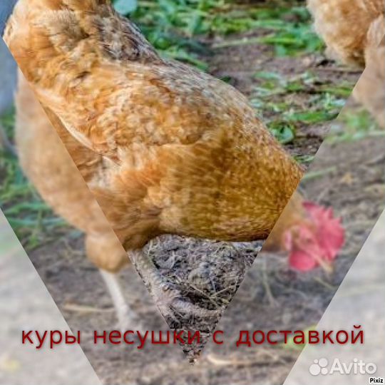 Куры несушки подрошенные