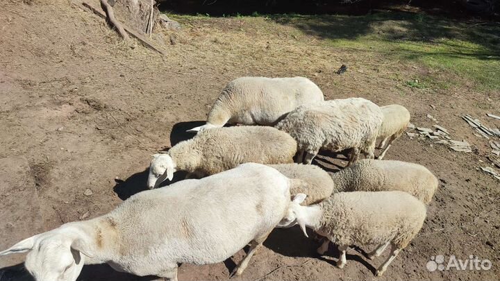 Катумские овцы