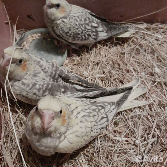 Попугай корелла ручной