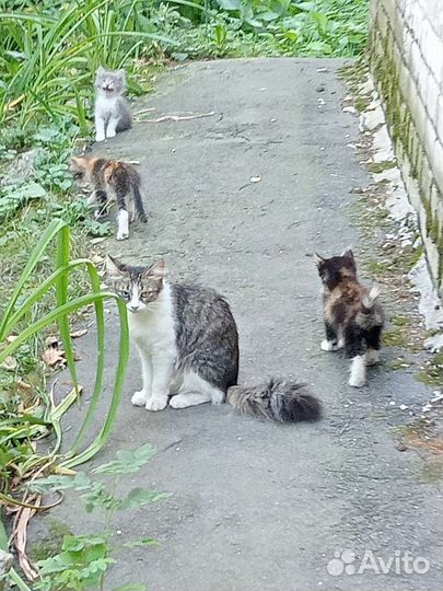 Котята и кошка