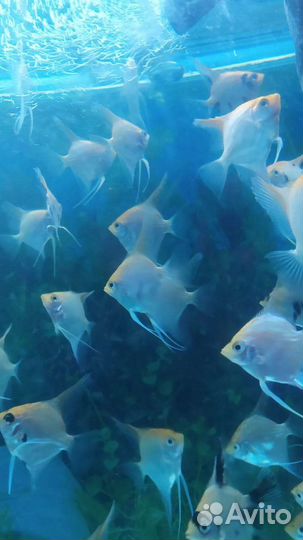 Живая рыба скалярии