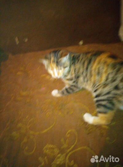 Отдам котят