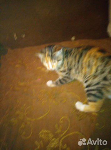 Отдам котят