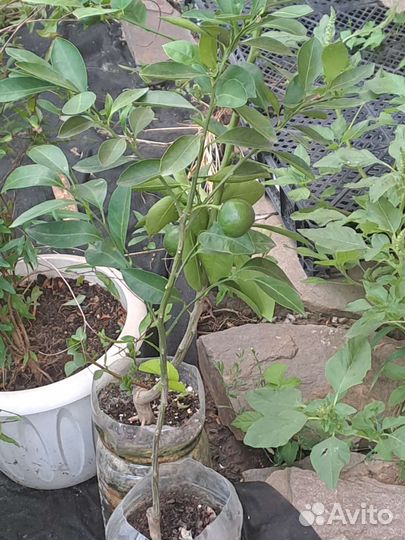 Саженцы мандарина