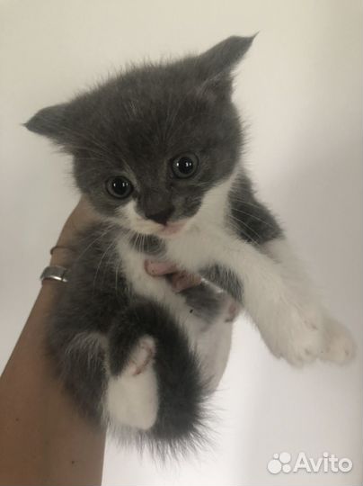 Милые котята ищут дом)