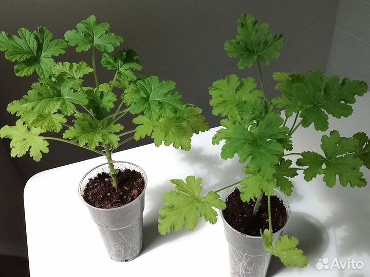 Пеларгония герань душистая