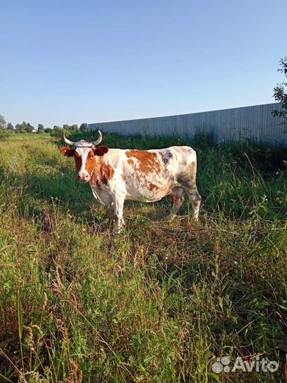 Айширская корова