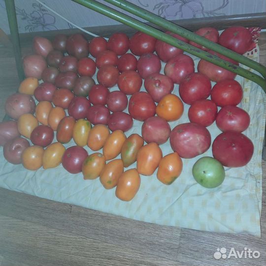 Томаты со своего огорода