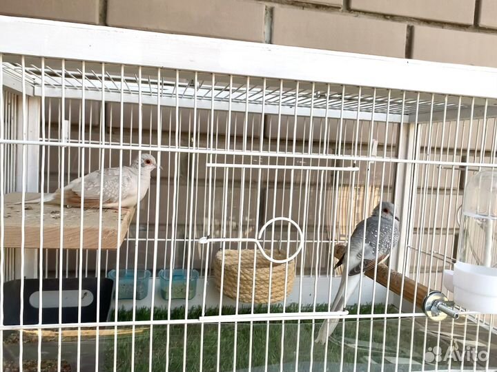 Бриллиантовая горлица, птенцы, клетка для птиц