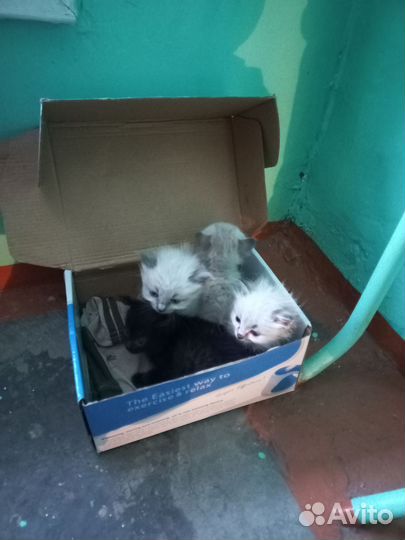 Котята в добрые руки
