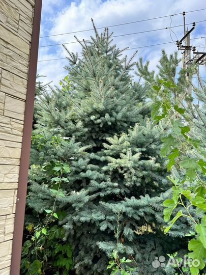 Ель голубая