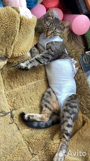 Кошка