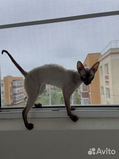 Корниш-рекс вязка