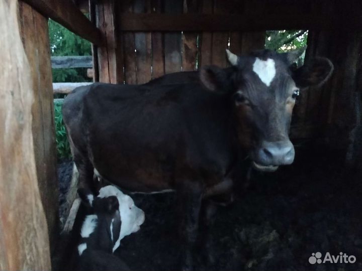 Бык/телка на мясо/живым весом