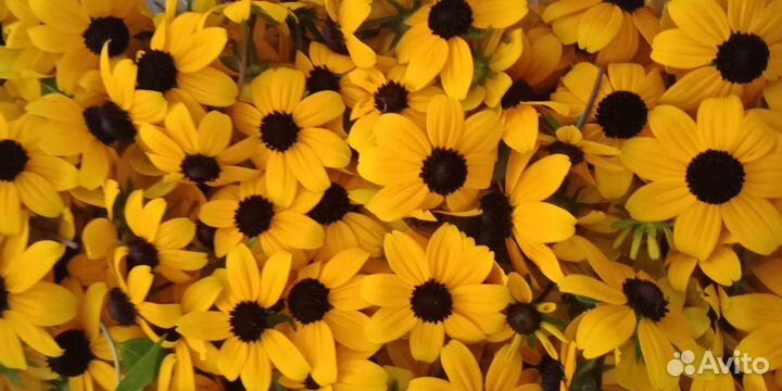 Цветки Рудбекии