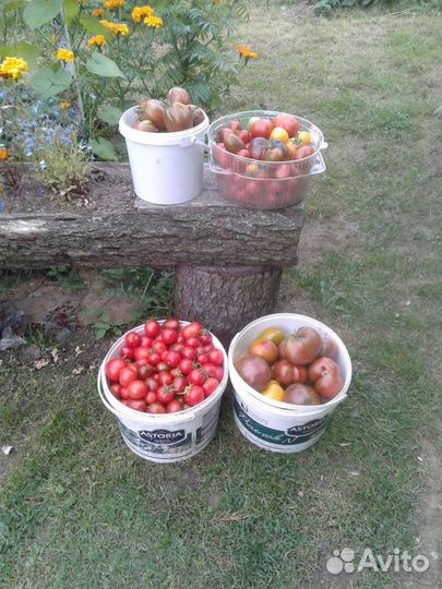 Семена и рассада экзотических сортов томатов