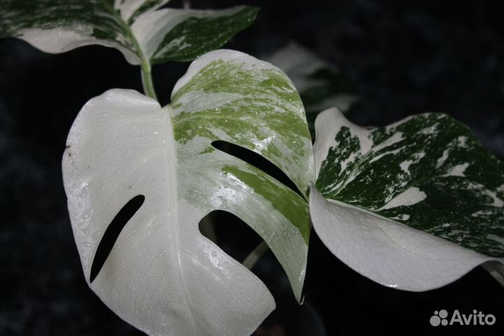 Монстера вариегатная альба