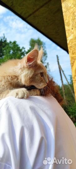 Мейн-кун мальчики готовые к переезду